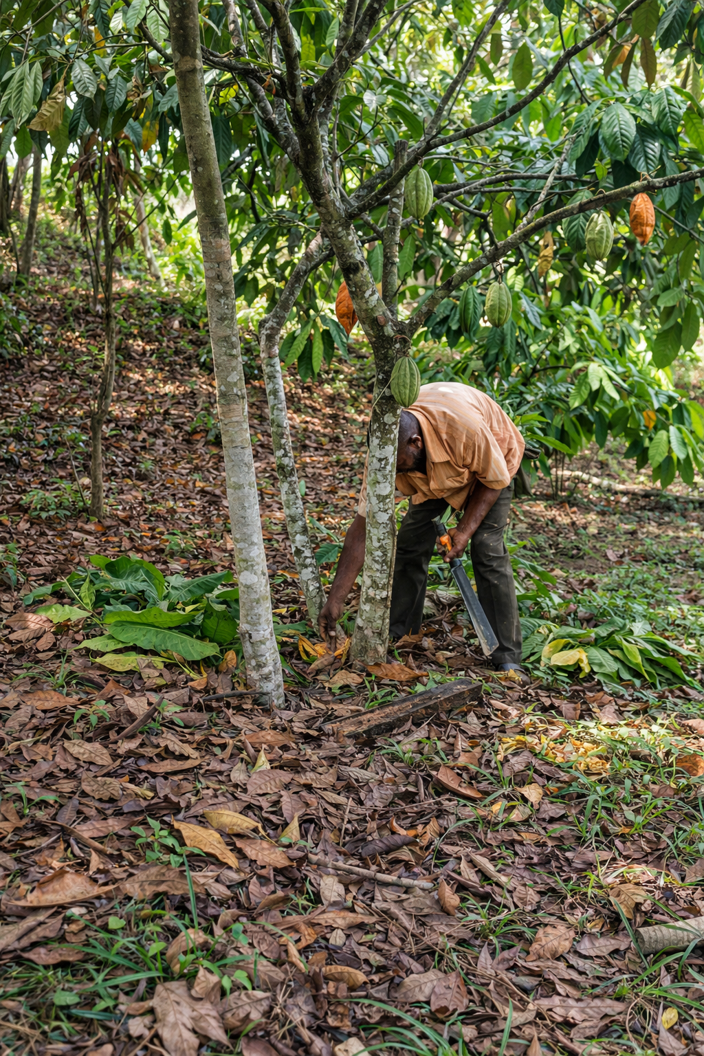 Organic cacao farm sourcing - Ember Slown ethically made hot chocolate Canada